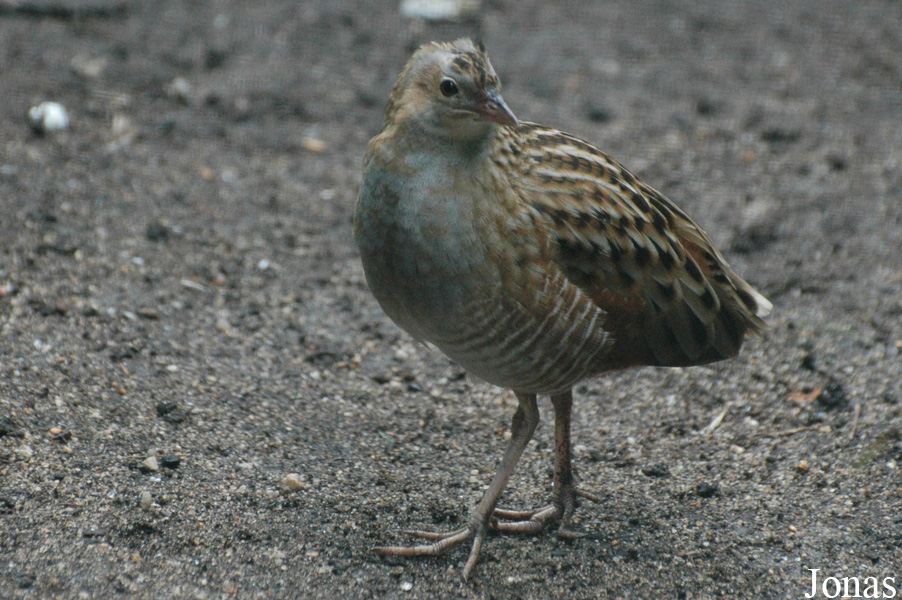 Zoologická a botanická zahrada města Plzně