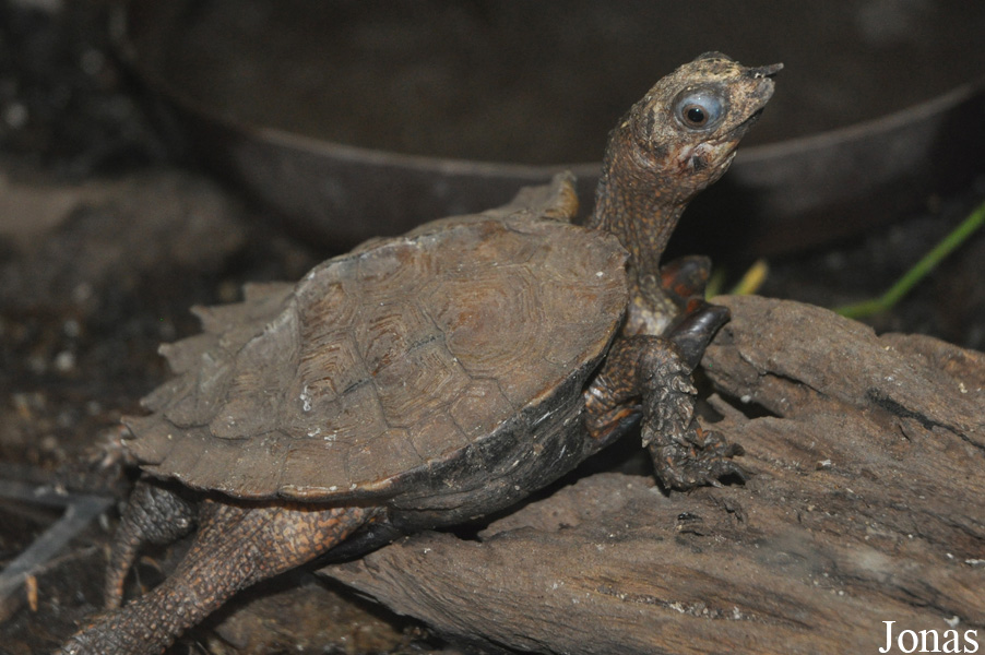 Zoologická a botanická zahrada města Plzně