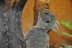 Zoologická a botanická zahrada města Plzně