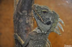 Hypsilurus godeffroyi