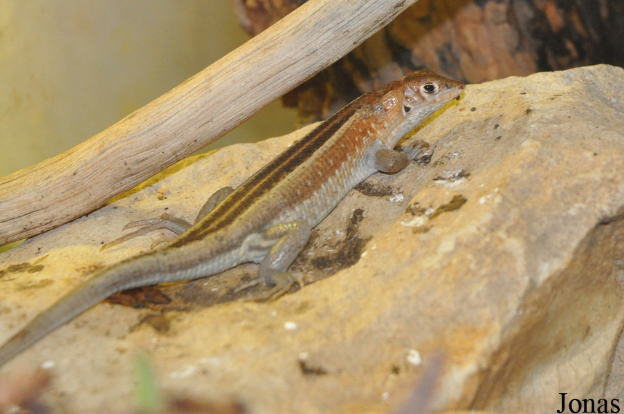 Zoologická a botanická zahrada města Plzně