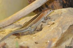 Zoologická a botanická zahrada města Plzně