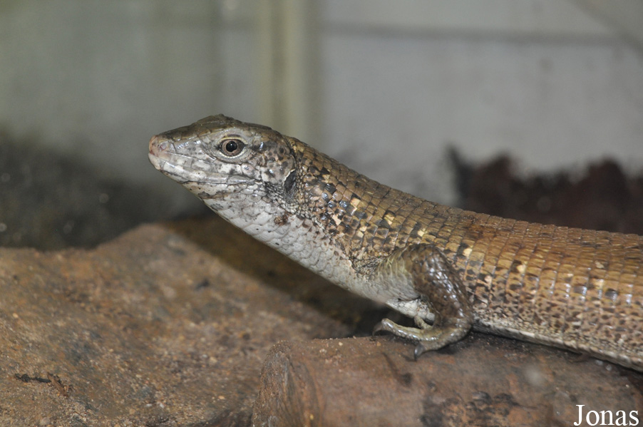 Zoologická a botanická zahrada města Plzně