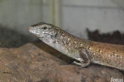 Zoologická a botanická zahrada města Plzně