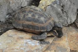 Zoologická a botanická zahrada města Plzně