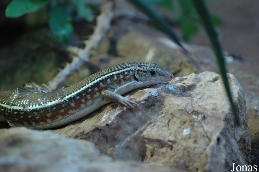 Zoologická a botanická zahrada města Plzně