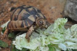 Testudo kleinmanni