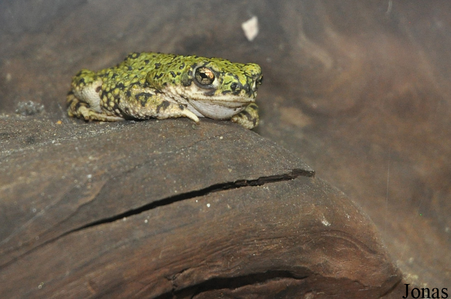 Zoologická a botanická zahrada města Plzně