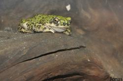 Zoologická a botanická zahrada města Plzně