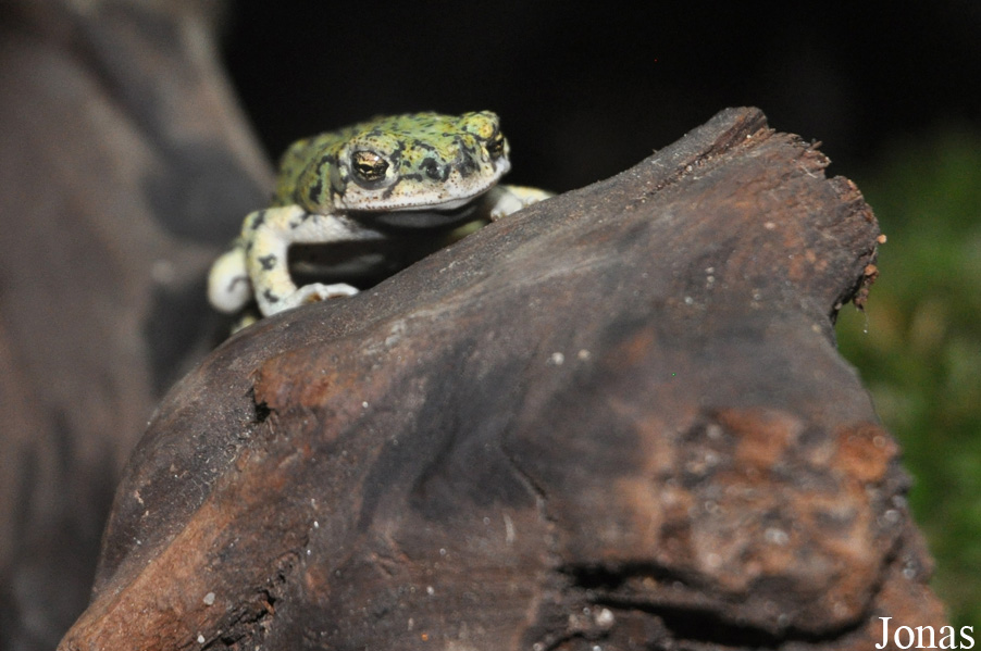 Zoologická a botanická zahrada města Plzně