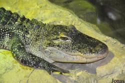 Zoologická a botanická zahrada města Plzně