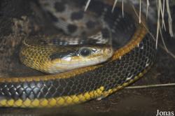 Zoologická a botanická zahrada města Plzně