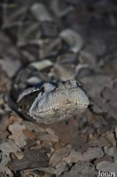 Zoologická a botanická zahrada města Plzně