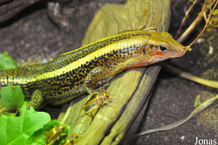 Zoologická a botanická zahrada města Plzně