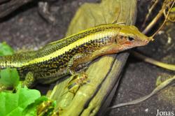 Zoologická a botanická zahrada města Plzně