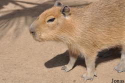 Hydrochoerinae