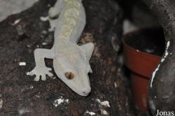 Jirí Trávnícek Breeding Centre (P)
