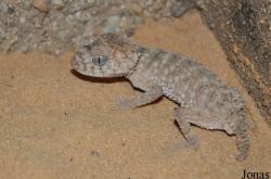 Nephrurus amyae