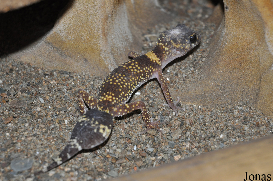Jirí Trávnícek Breeding Centre (P)