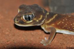 Carphodactylidae