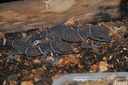 Jirí Trávnícek Breeding Centre (P)