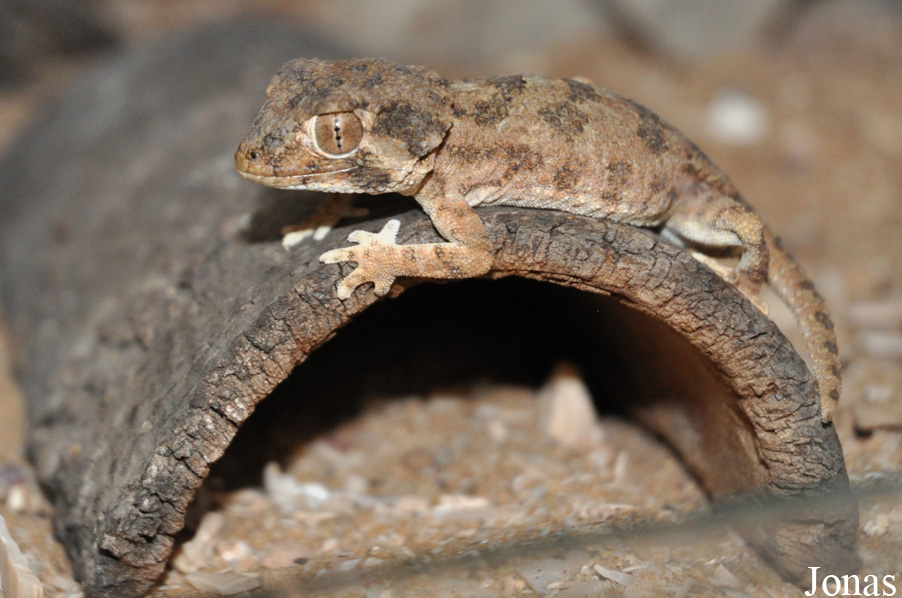 Jirí Trávnícek Breeding Centre (P)