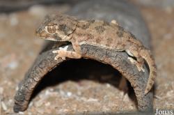 Tarentola chazaliae