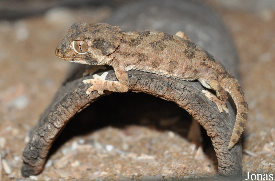 Jirí Trávnícek Breeding Centre (P)