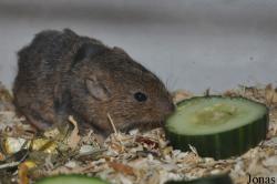Björn Jordan Breeding Centre (P)