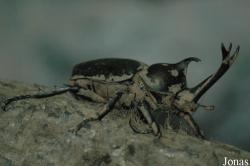 Coleoptera