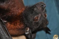 Noctalis