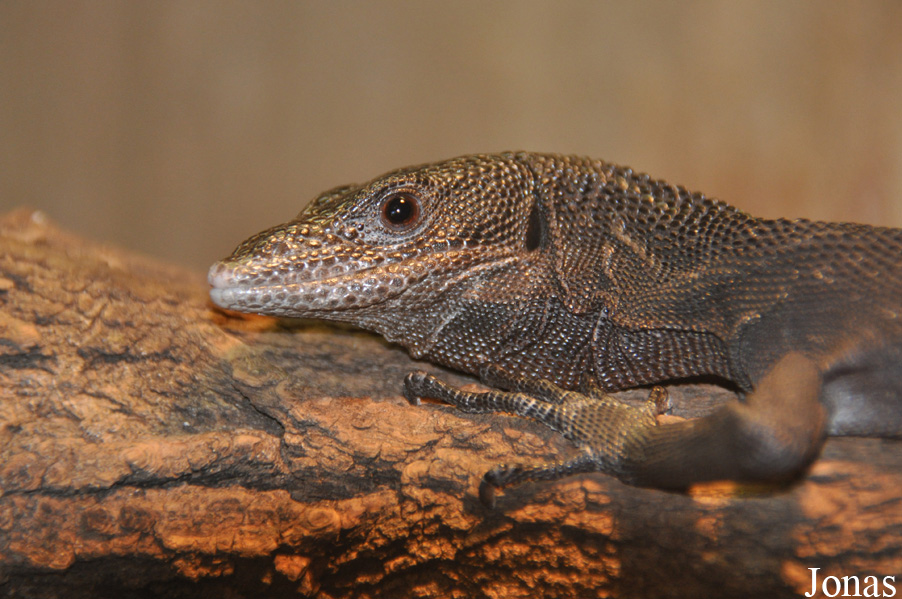 Terarium Praha