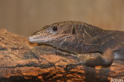 Terarium Praha
