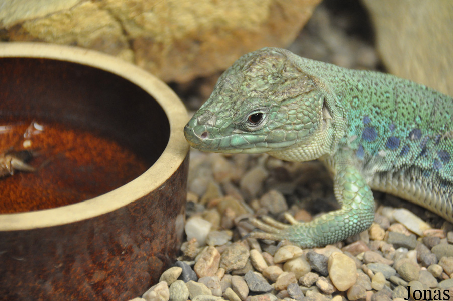 Terarium Praha
