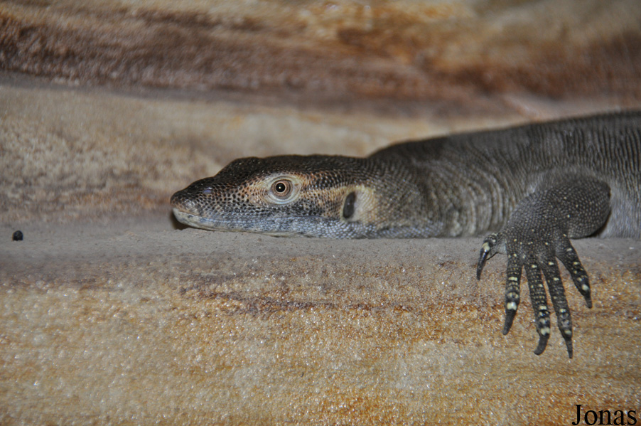 Terarium Praha