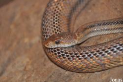 Pantherophis alleghaniensis