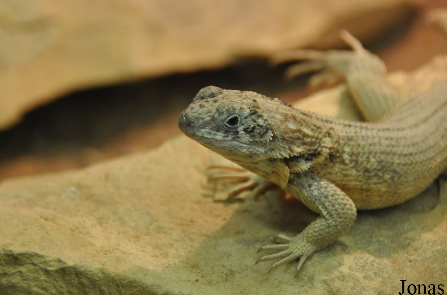 Terarium Praha