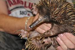 Tachyglossus aculeatus lawesii