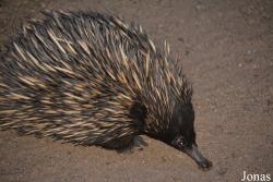 Tachyglossidae