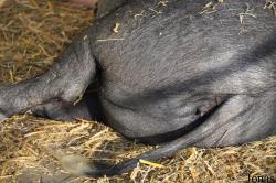 Cochon Presticke