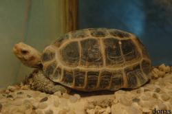 Indotestudo forstenii