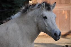 Poney Fjord