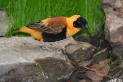 Euplectes orix