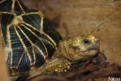 Geochelone platynota