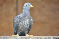 Vogelpark Turnersee