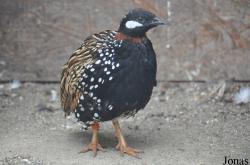 Vogelpark Turnersee