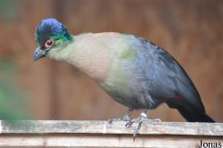 Vogelpark Turnersee