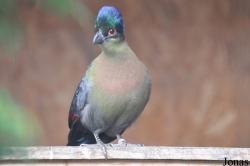 Vogelpark Turnersee