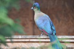 Vogelpark Turnersee