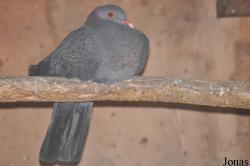 Vogelpark Turnersee